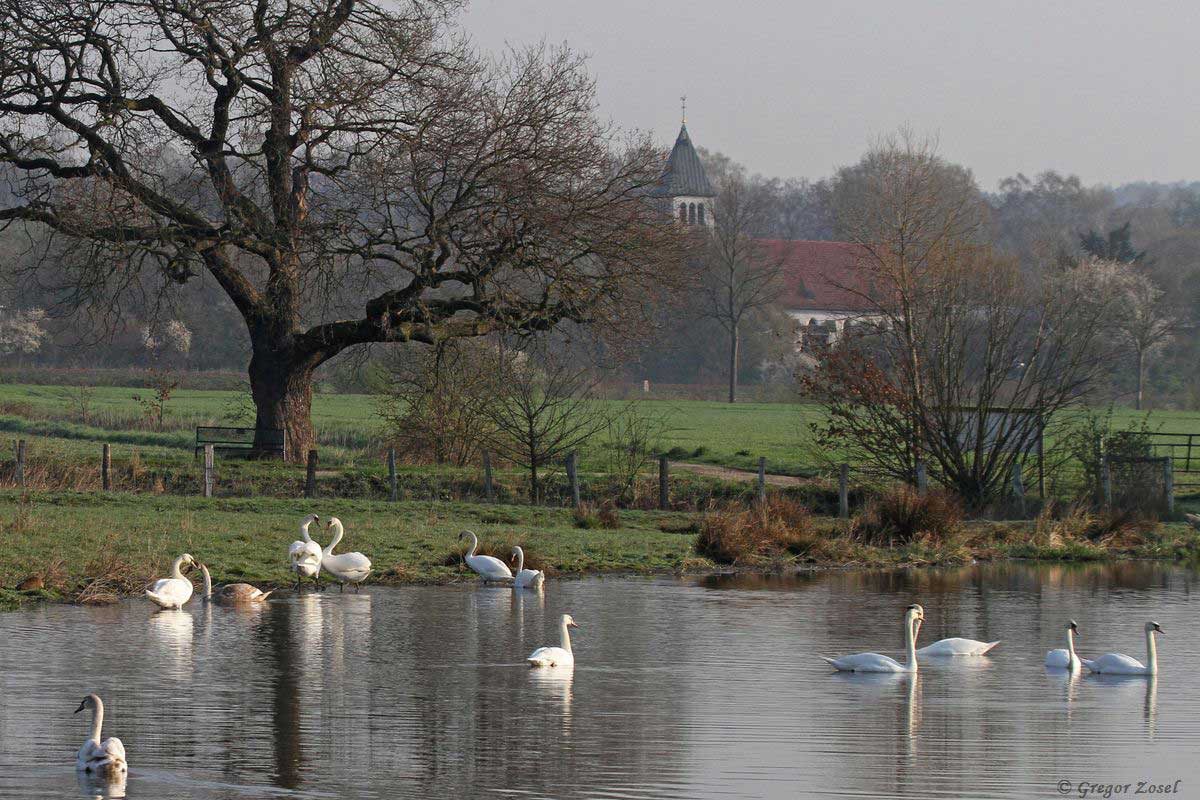 Höckerschwan