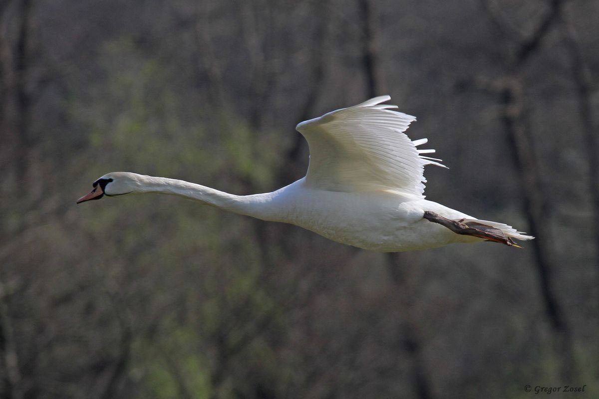 Höckerschwan