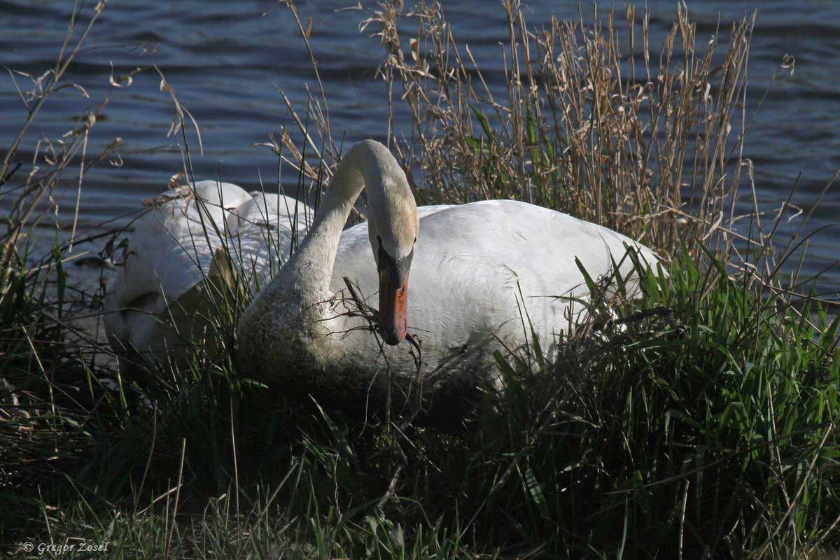 Höckerschwan