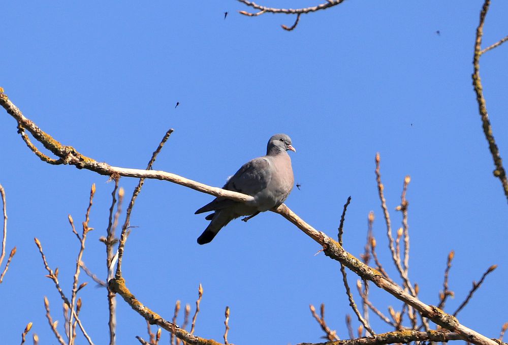 Hohltaube sonnt sich am Rande des Mergelbergwaldes. 19.04.19 Foto: Hartmut Peitsch