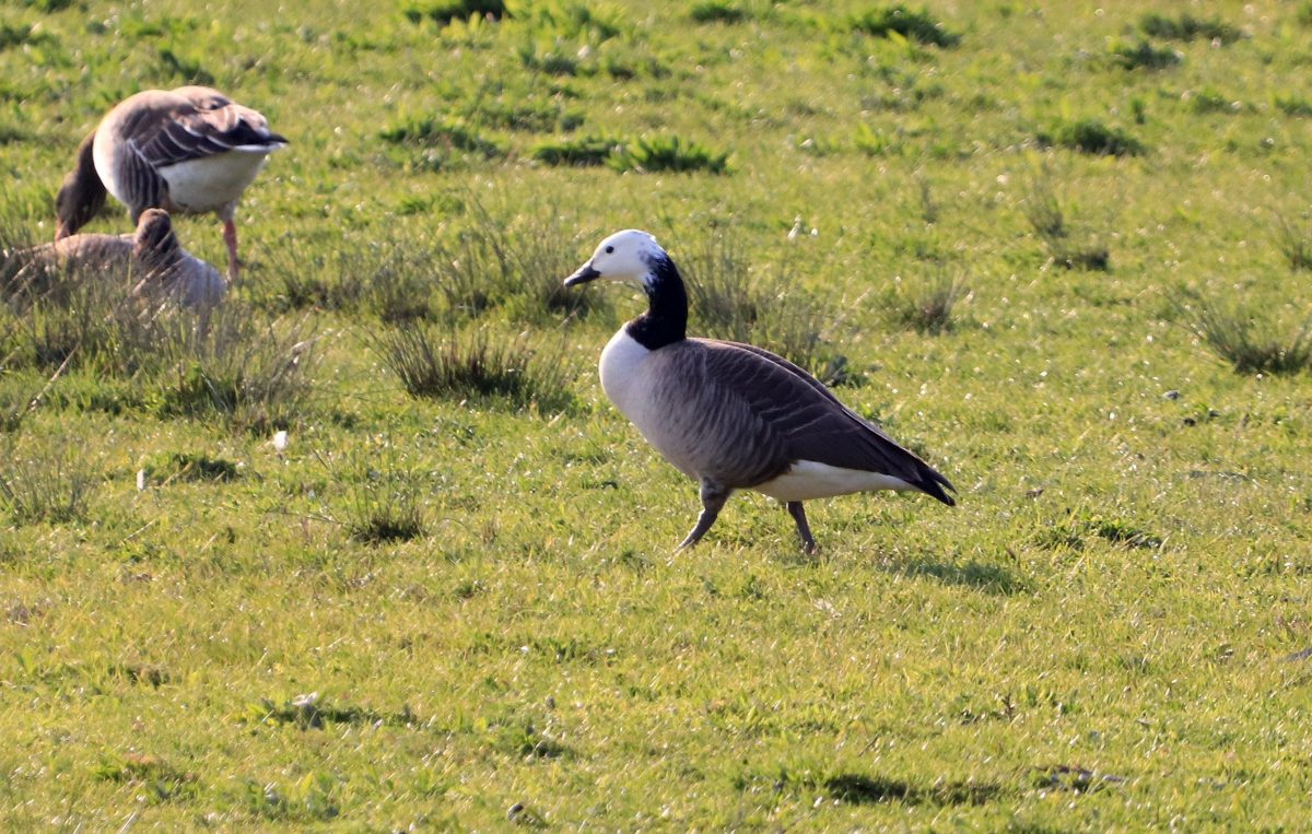 Weißköpfige Kanadagans am 10.04.19 Foto: Hartmut Peitsch