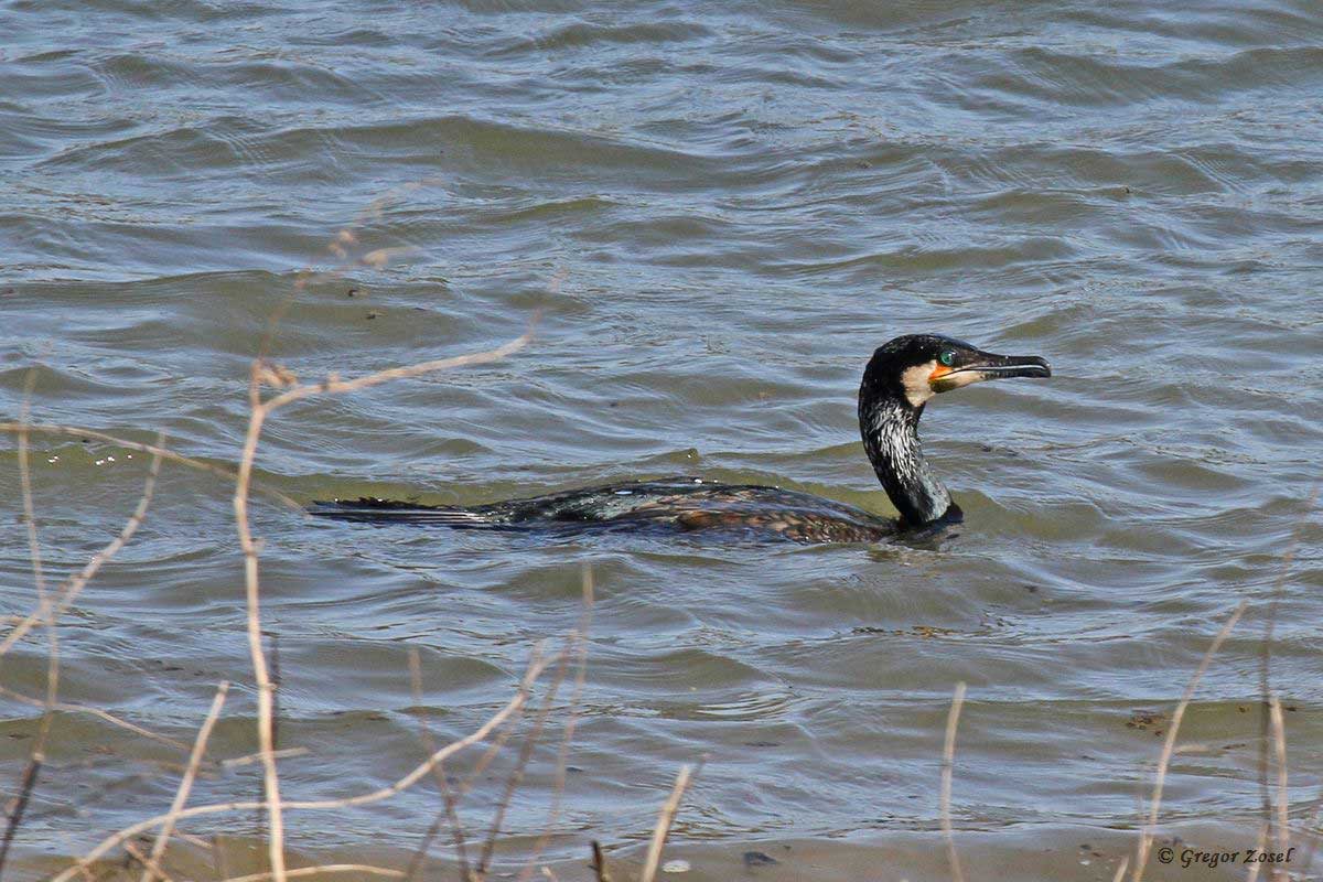 Kormoran