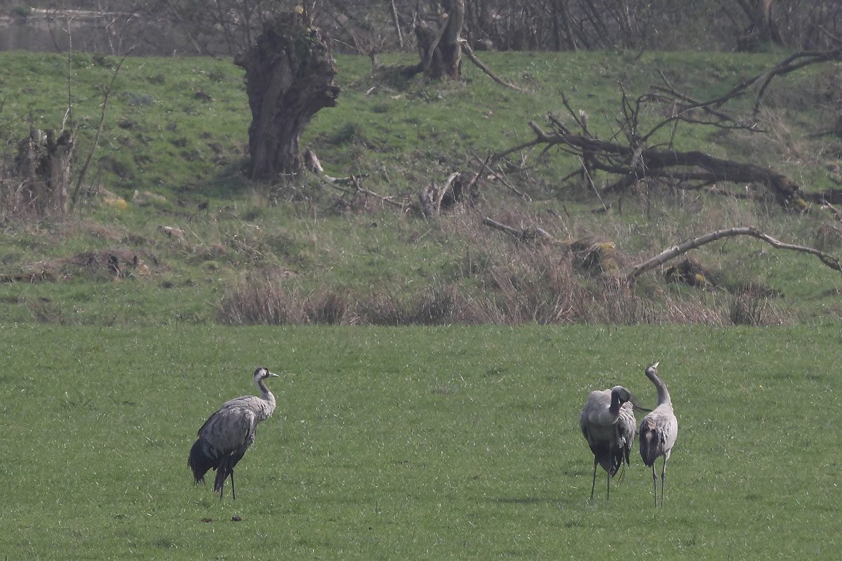 3 Kraniche in der Kiebitzwiese