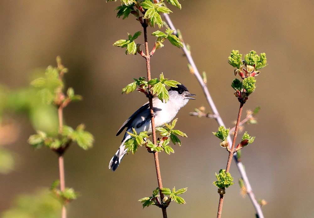 Mönchsgrasmücke am Sesekeweg am 19.04.19 Foto: Hartmut Peitsch