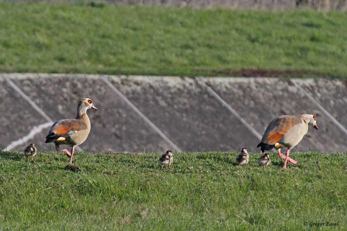 Nilgans