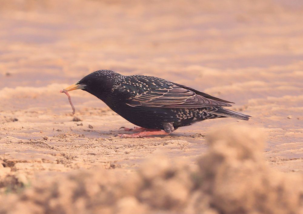 Star erbeutet einen Regenwurm, 02.04.19 Foto: Hartmut Peitsch