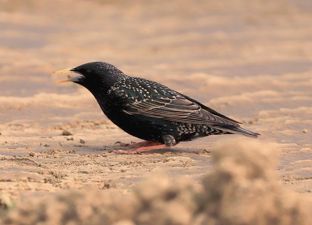 Star verschlingt Regenwurm, 02.04.19 Foto: Hartmut