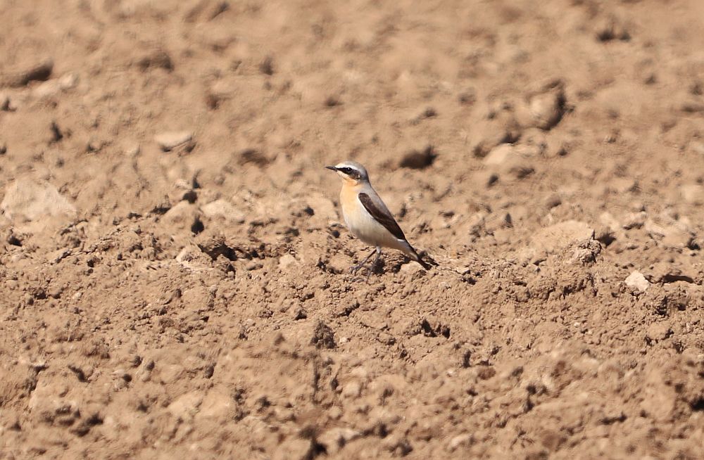 Steinschmätzer auf dem Kiebitzfeld bei Bramey 19.04.19 Foto: Hartmut Peitsch