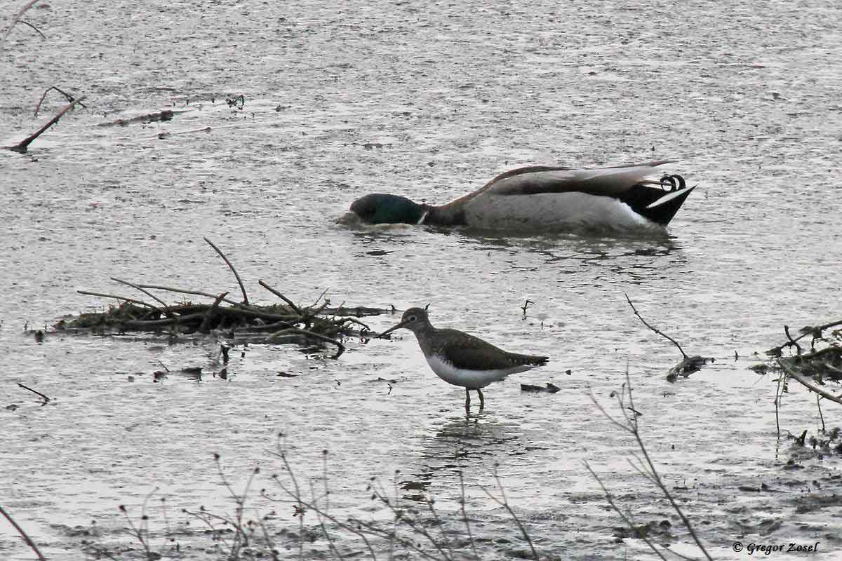 Waldwasserläufer