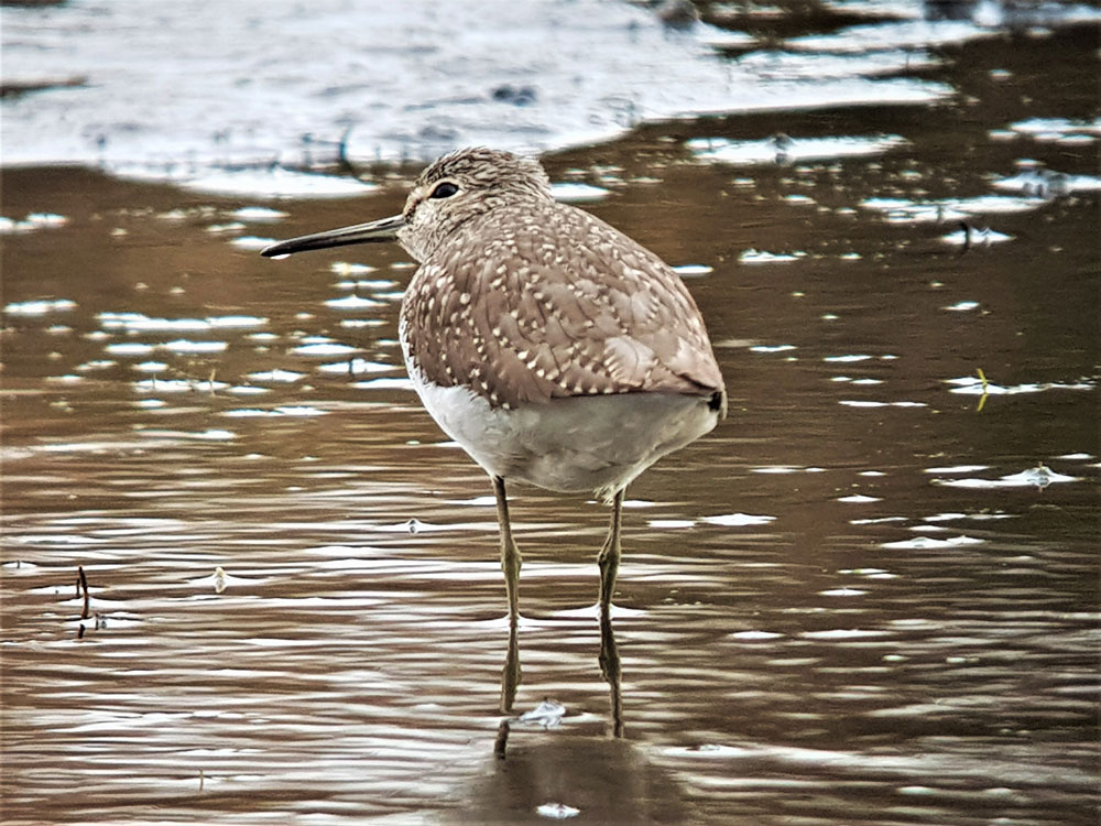 Waldwasserläufer