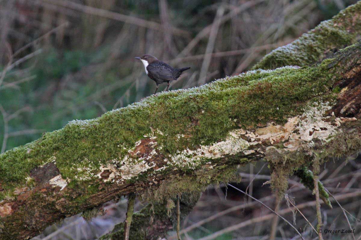 Wasseramsel