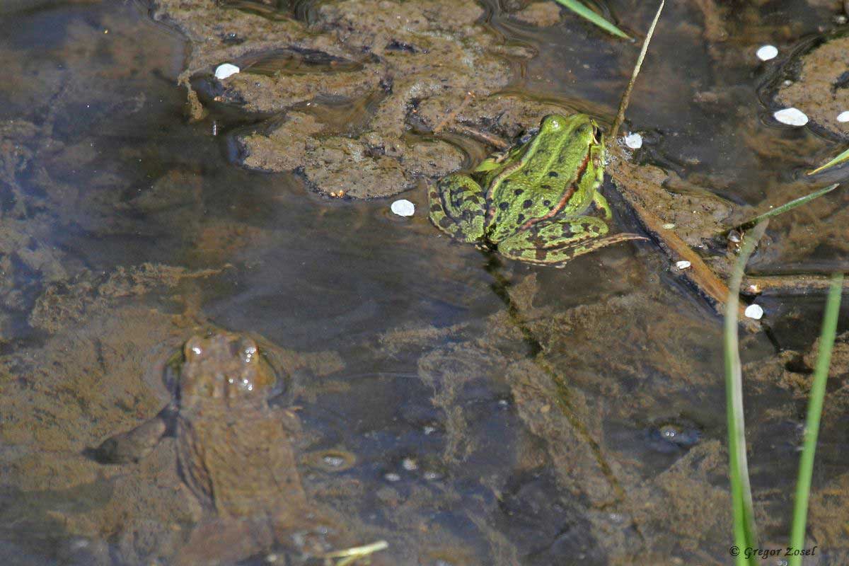 Wasserfrosch