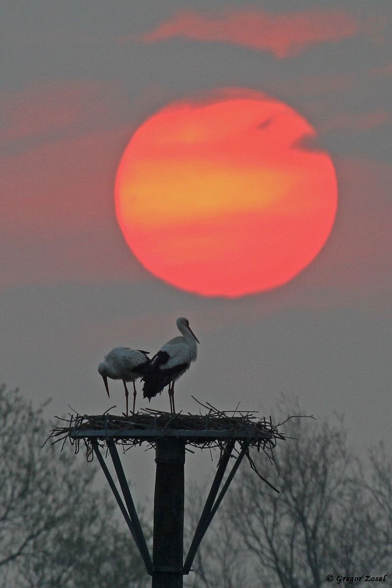 Weißstorch