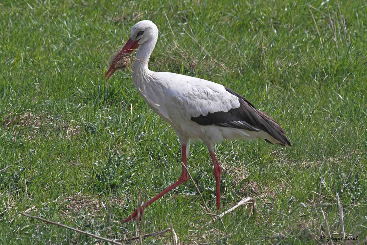 Weißstorch