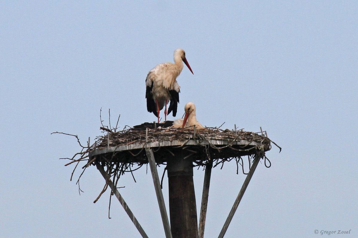 Weißstorch