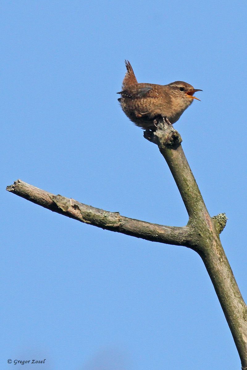 Zaunkönig