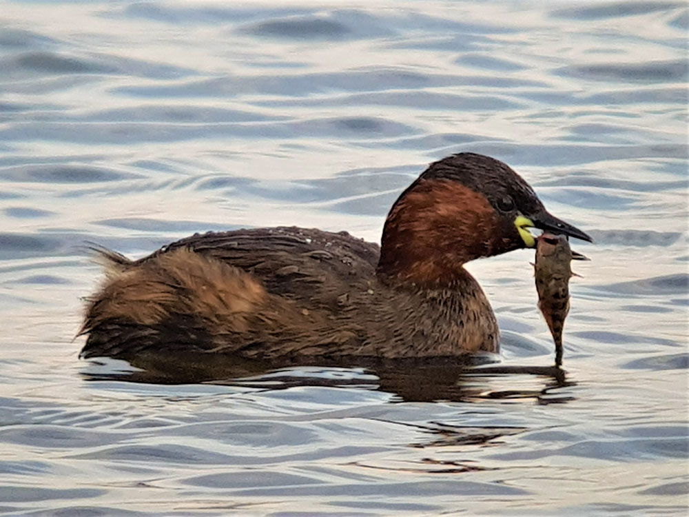 Zwergtaucher
