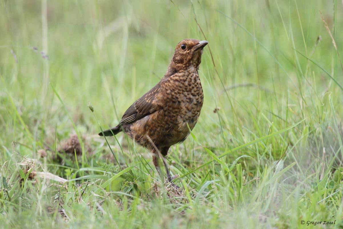 Amsel