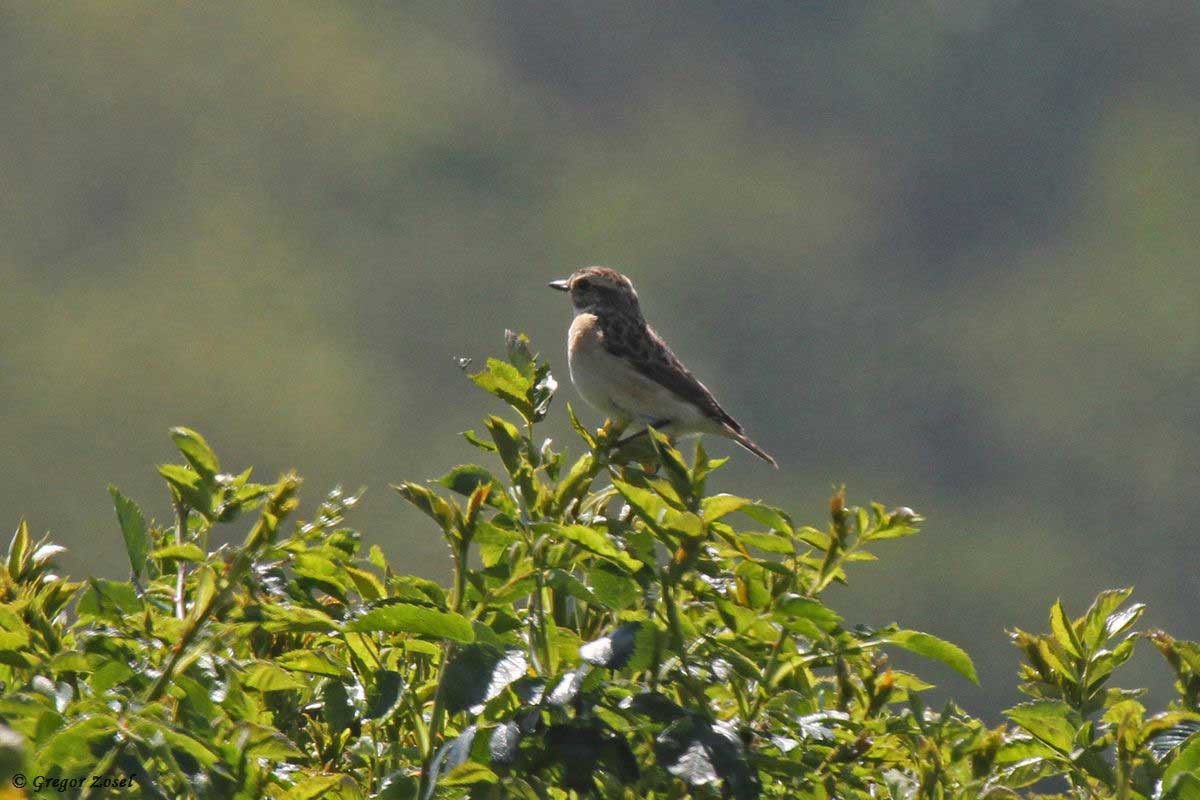 Braunkehlchen