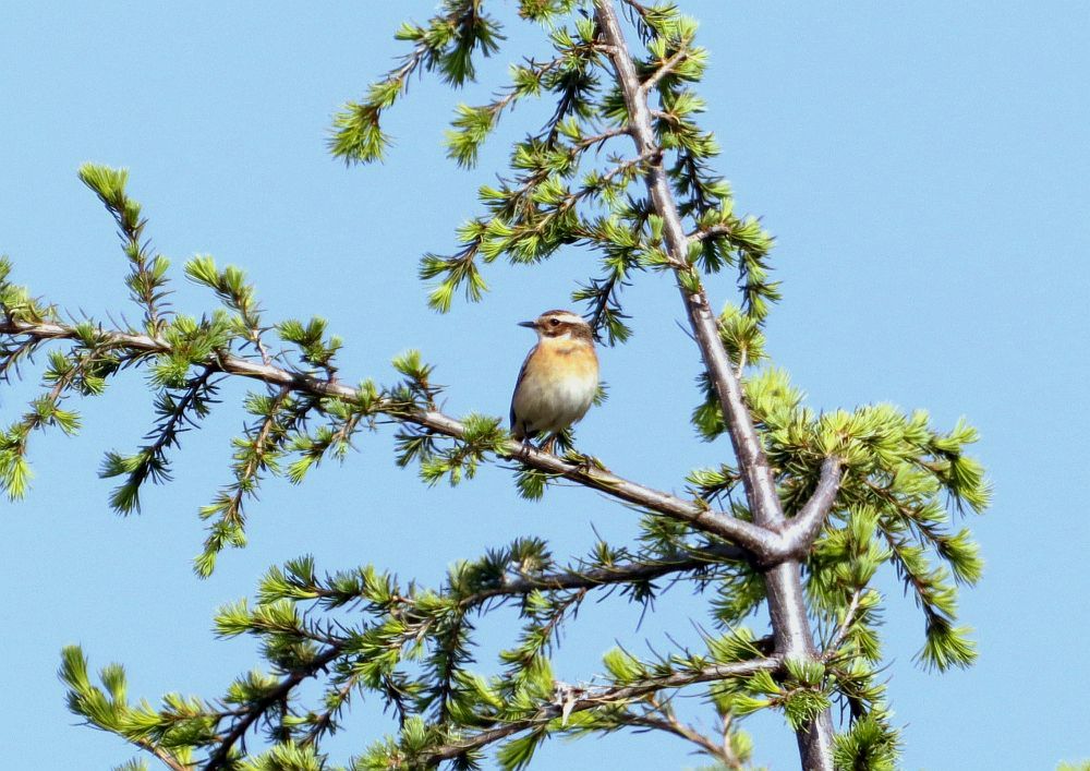 Braunkehlchen im Wohngebiet am 01.05.19 Foto: Hartmut Peitsch