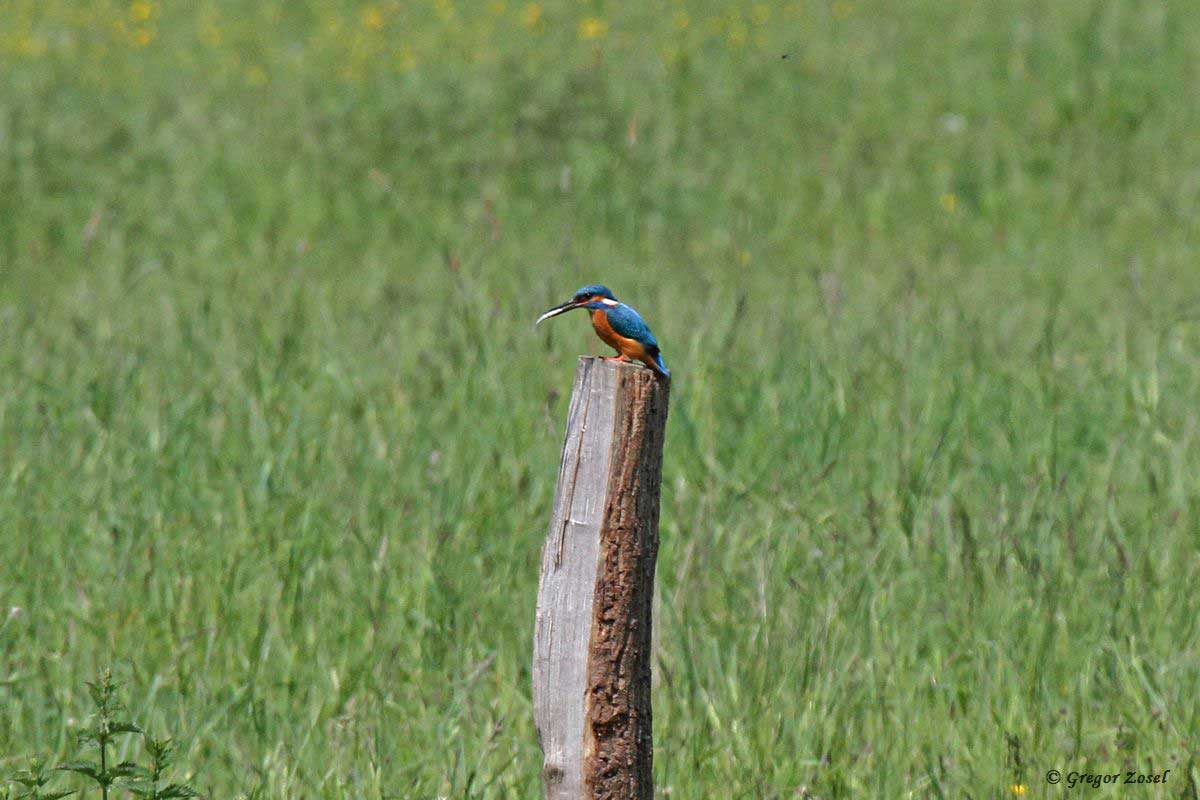 Eisvogel