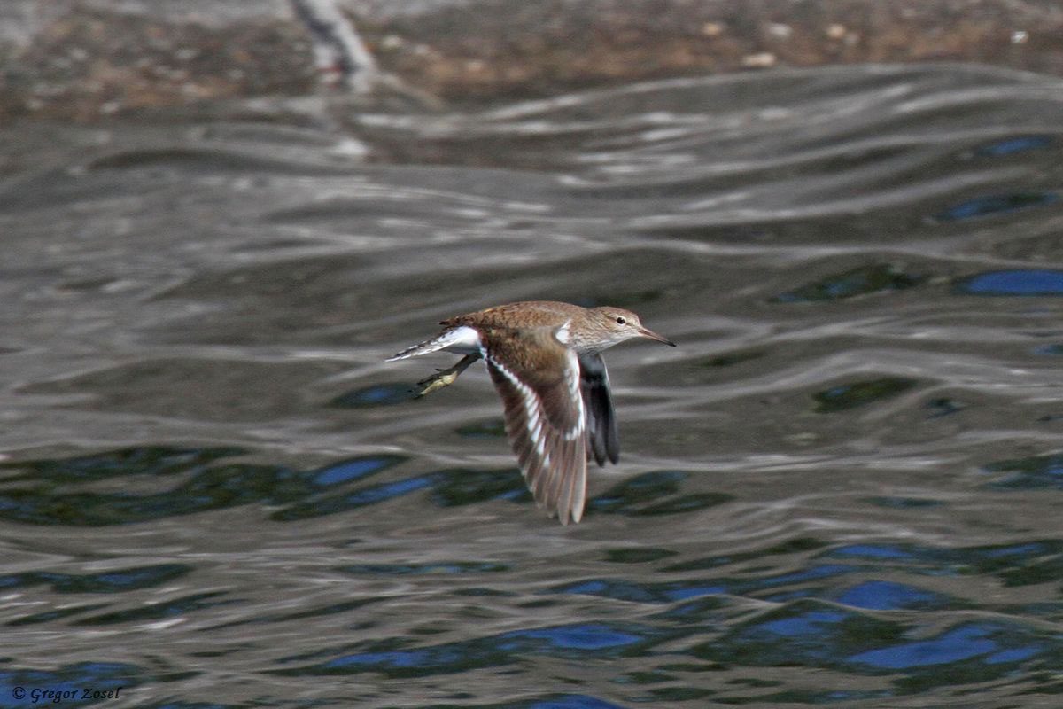 Flussuferläufer