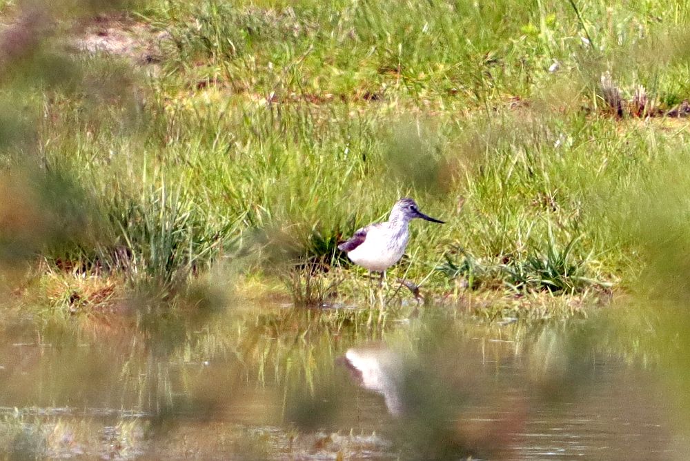 Grünschenkel im Becken am 05.05.19 Foto: Hartmut Peitsch