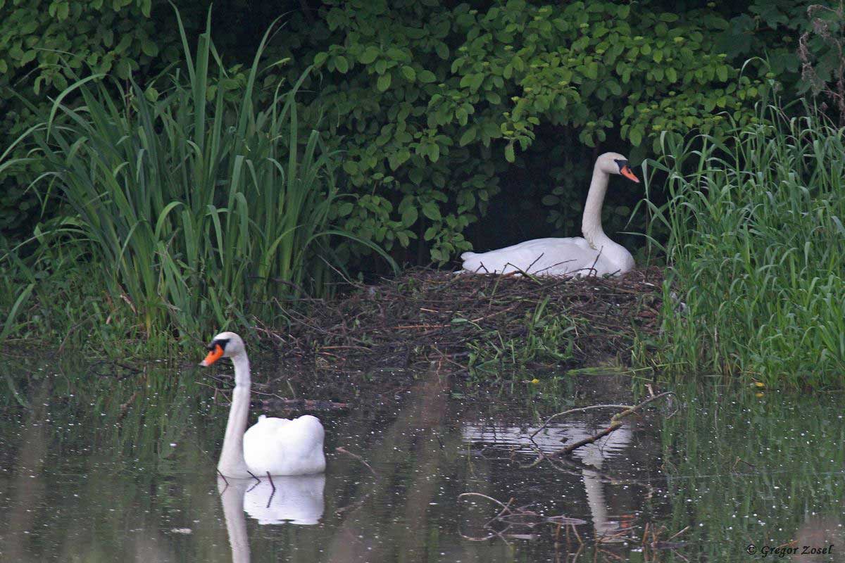 Höckerschwan