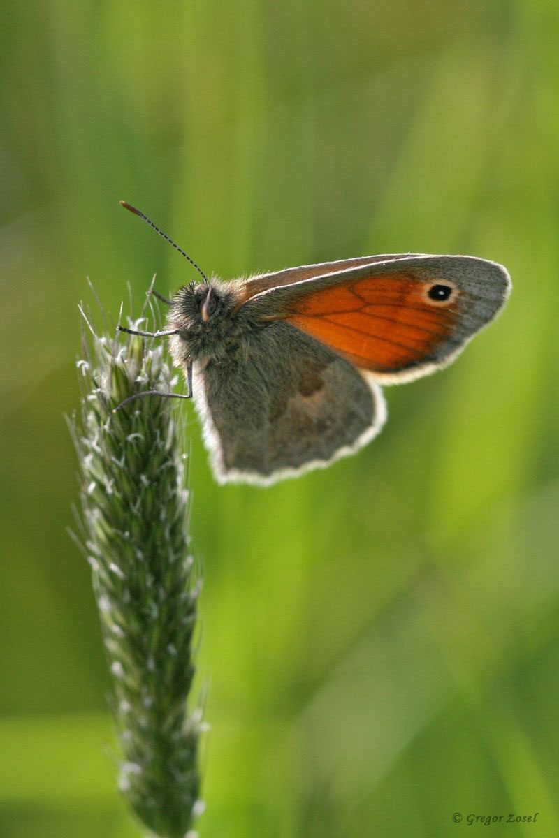 Kleines Waldvögelchen