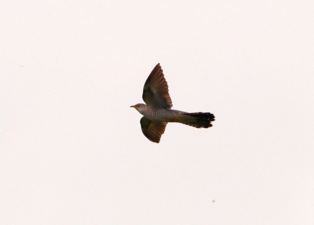 Kuckuck am 19.05.19 Foto: Hartmut Peitsch