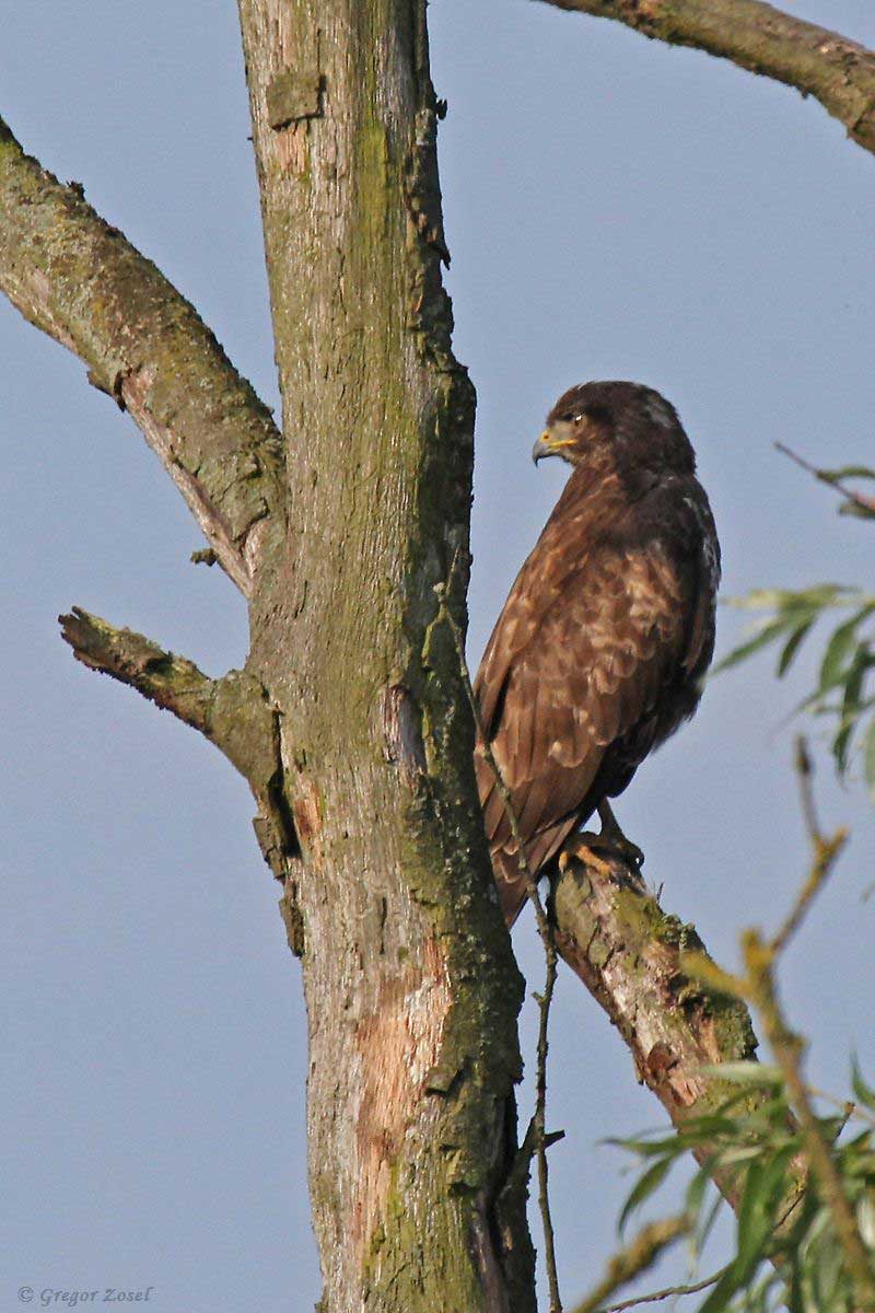 Mäusebussard