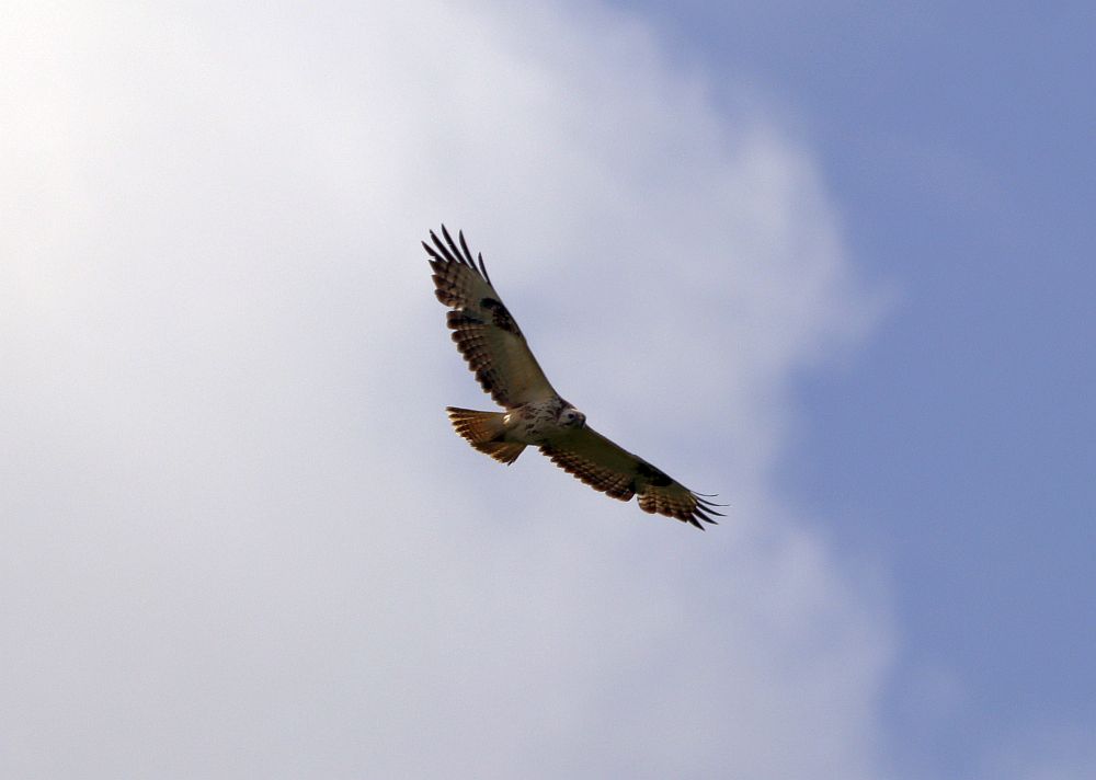 Junger Mäusebussard am 05.05.19 Foto: Hartmut Peitsch