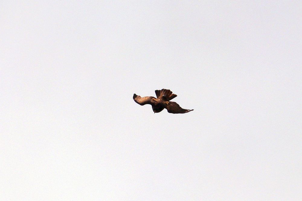 Hier die dunkle Variante des Mäusebussardes beim Sturzflug. 05.05.19 Foto: Hartmut Peitsch