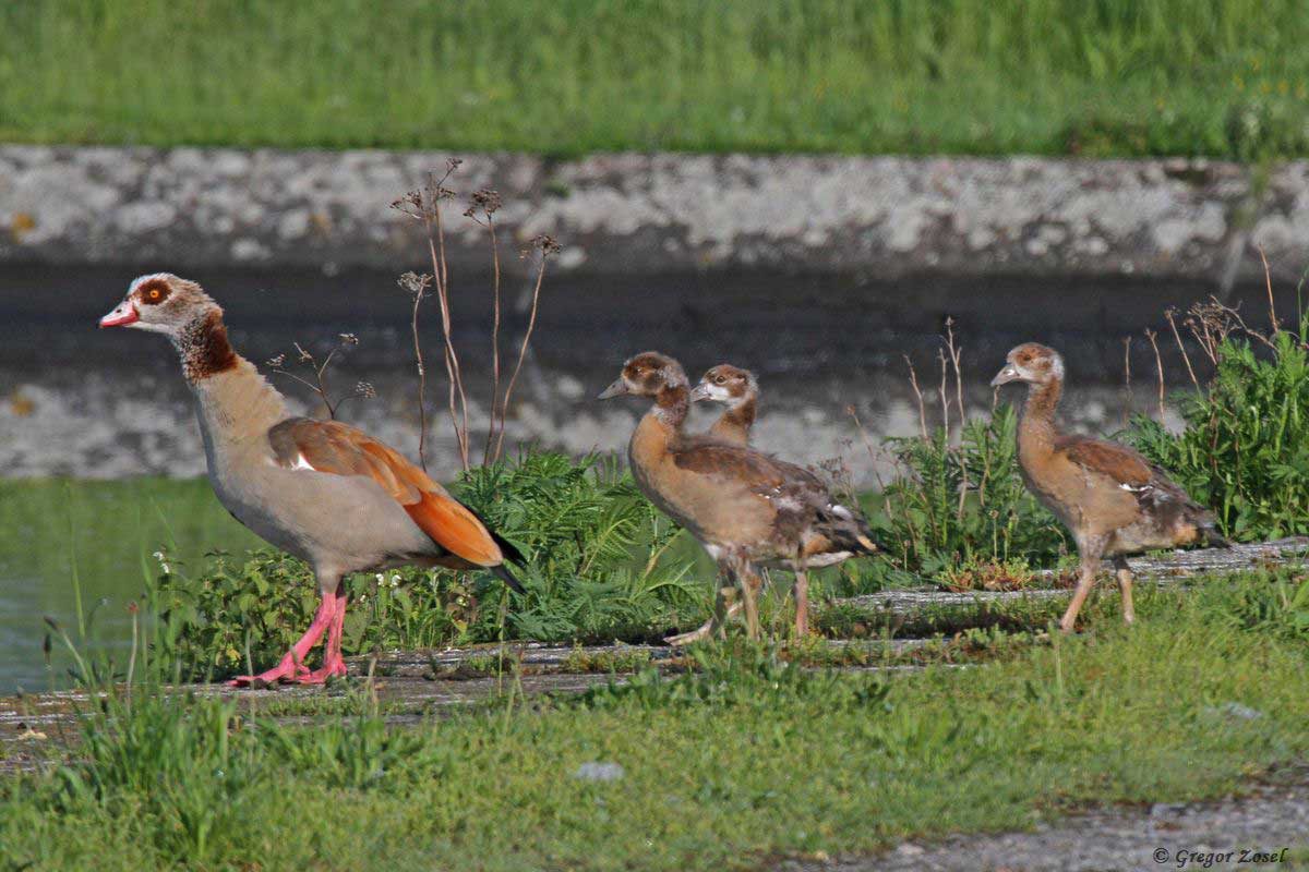 Nilgans