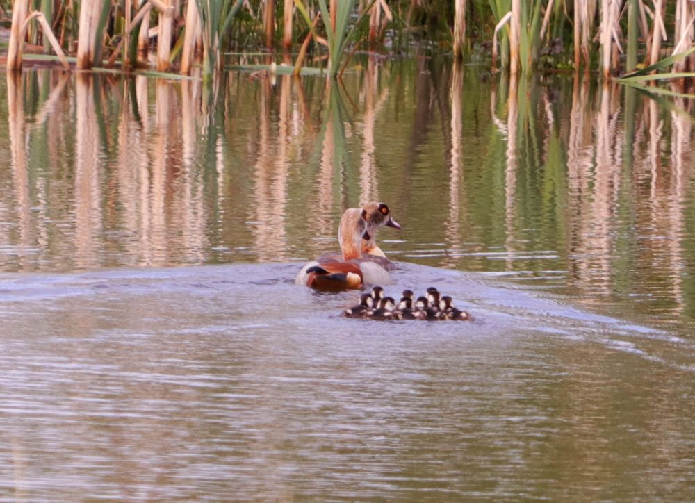 Nilgans-Familie im HRB, 05.05.19 Foto: Hartmut Peitsch