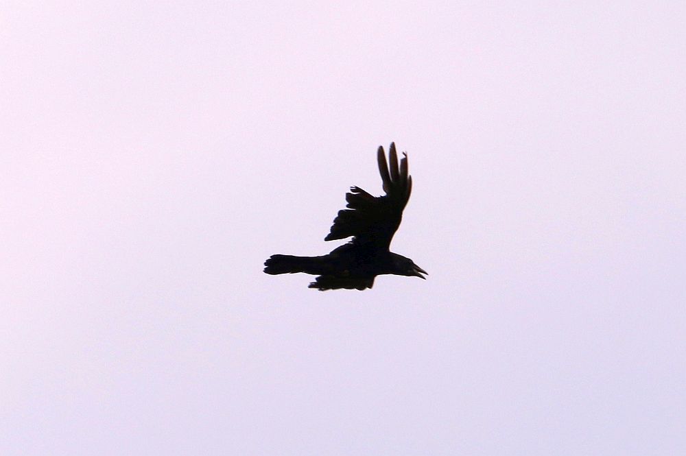Diese Rabenkrähe hat ein ziemlich lädiertes Gefieder und hat wohl große Mühe beim Fliegen. 19.05.19 Foto: Hartmut Peitsch