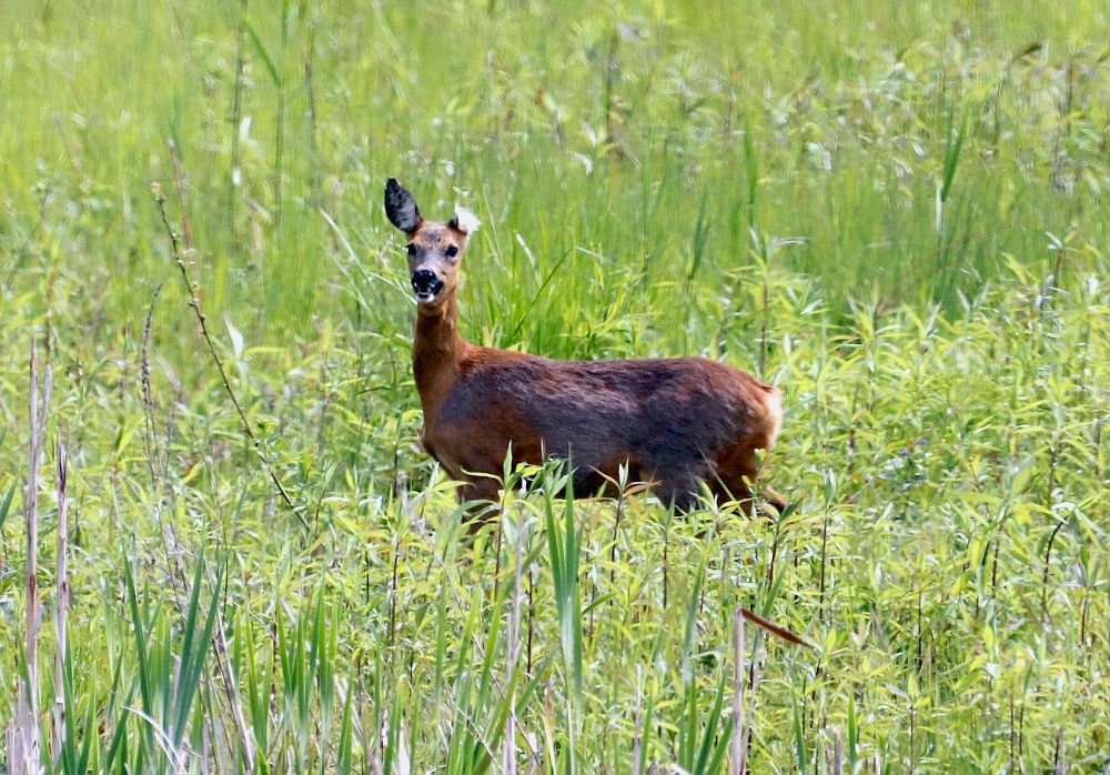 Auch dieses Reh ist nicht unversehrt, es fehlt ein Ohr. 19.05.19 Foto: Hartmut Peitsch