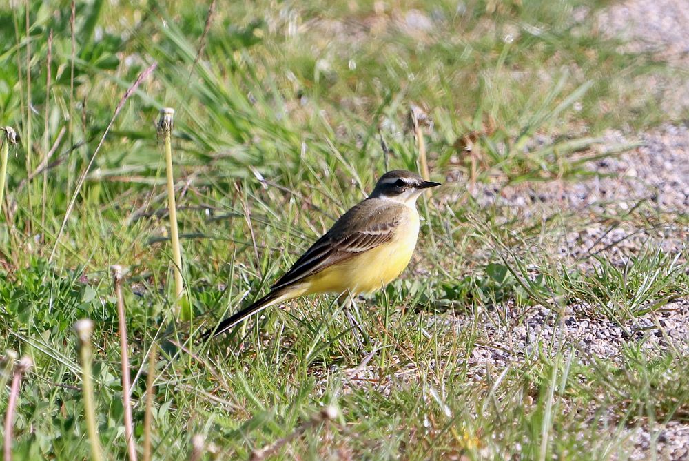 Weibliche Schafstelze am Wegesrand. 30.04.19 Foto: Hartmut Peitsch