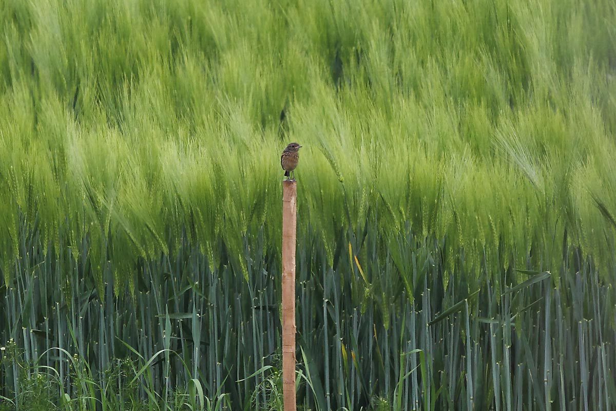 Schwarzkehlchen (flügger Jungvogel)