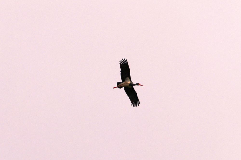 Schwarzstorch hoch über der Seseke kreisend. 05.05.19 Foto: Hartmut Peitsch