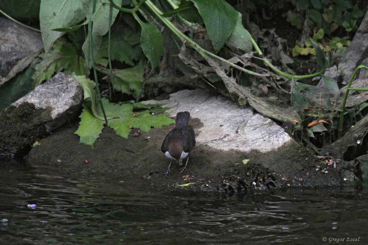 Wasseramsel