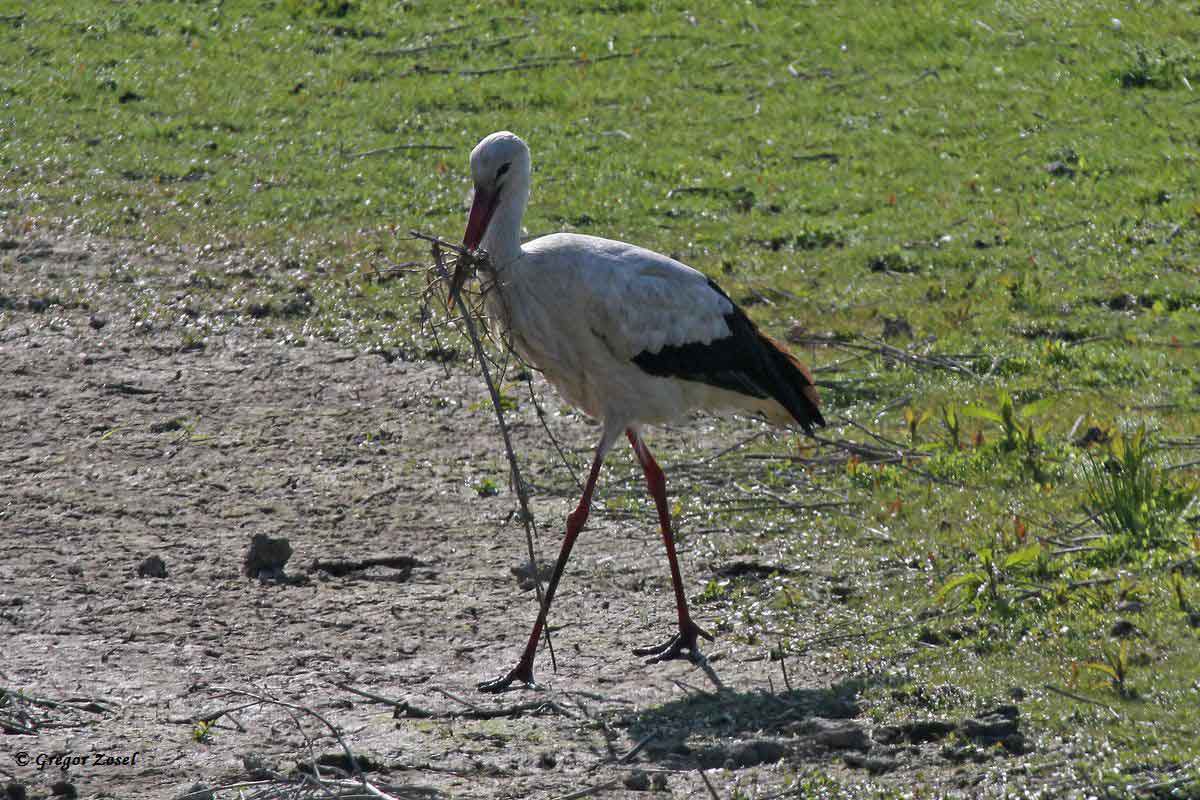 Weißstorch