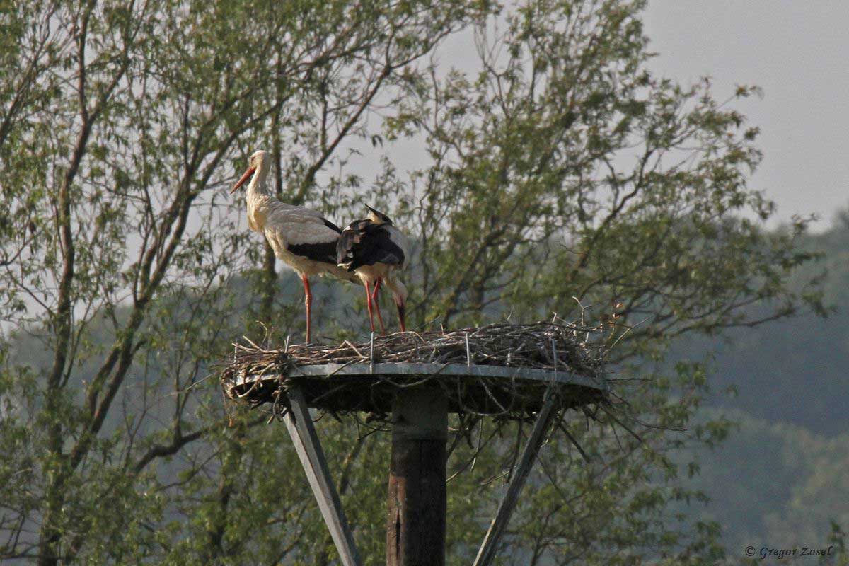 Weissstorch