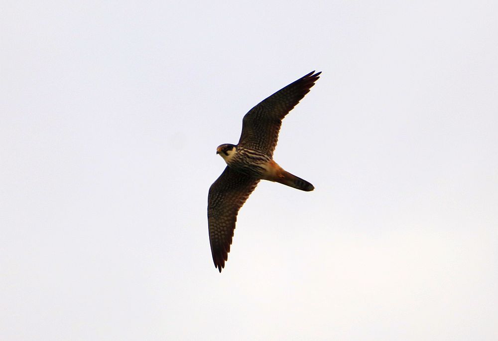 Auch den Fotografen hat der Baumfalke wohl bemerkt. 06.06.19 Foto: Hartmut Peitsch