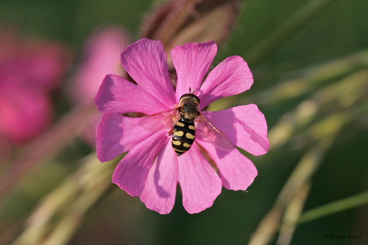 Gemeine Feldschwebfliege