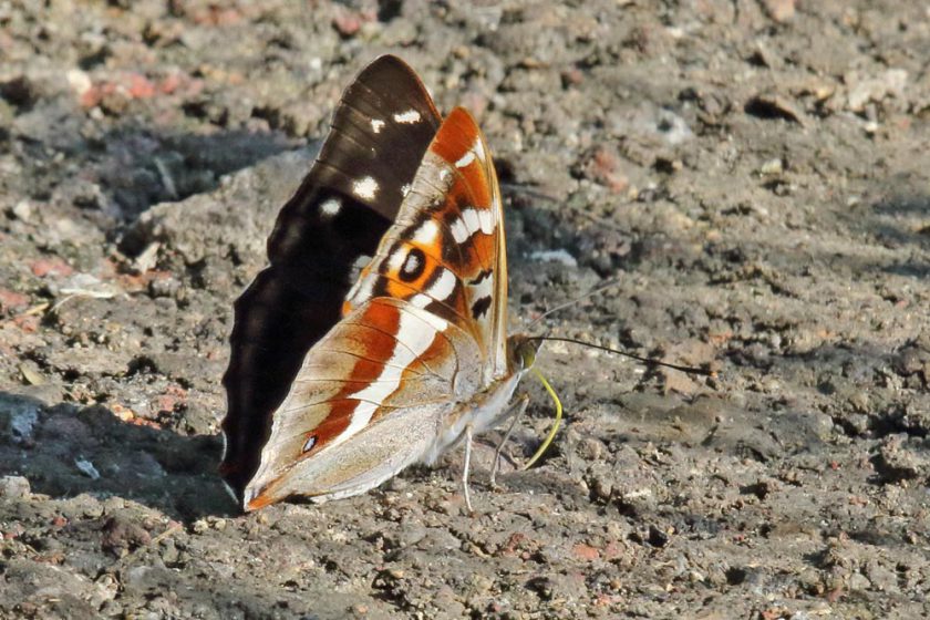 Fröndenberg / Unna: Nachtexkursion (ohne Wachteln & Wachtelkönige