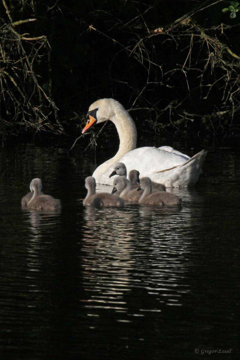 Höckerschwan