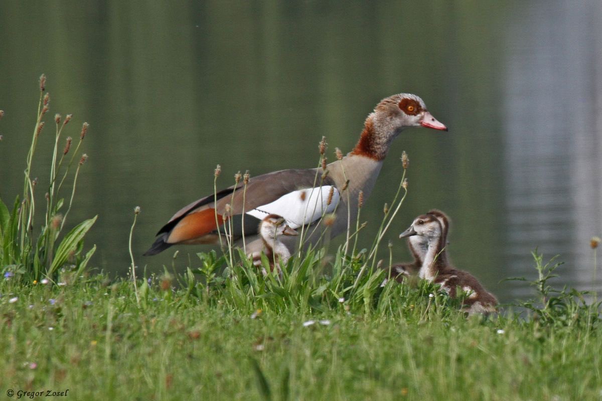 Nilgans