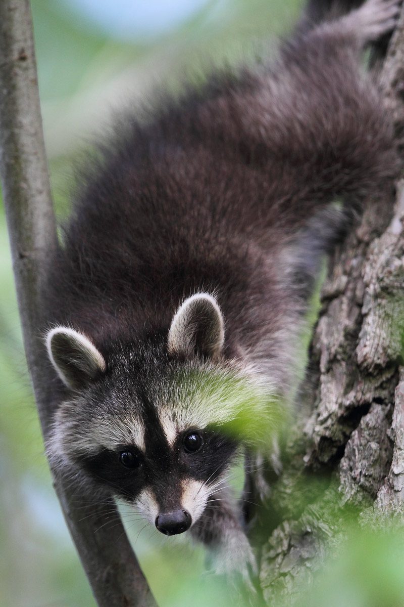 Waschbär kletternd