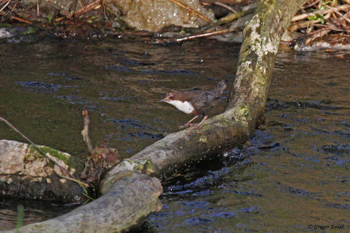 Wasseramsel